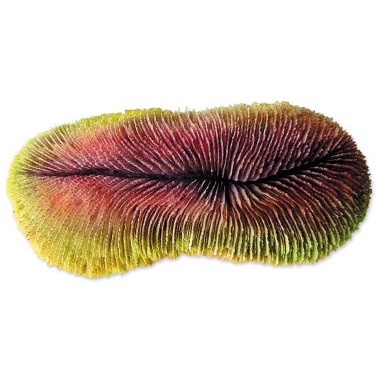 Изображение на странице