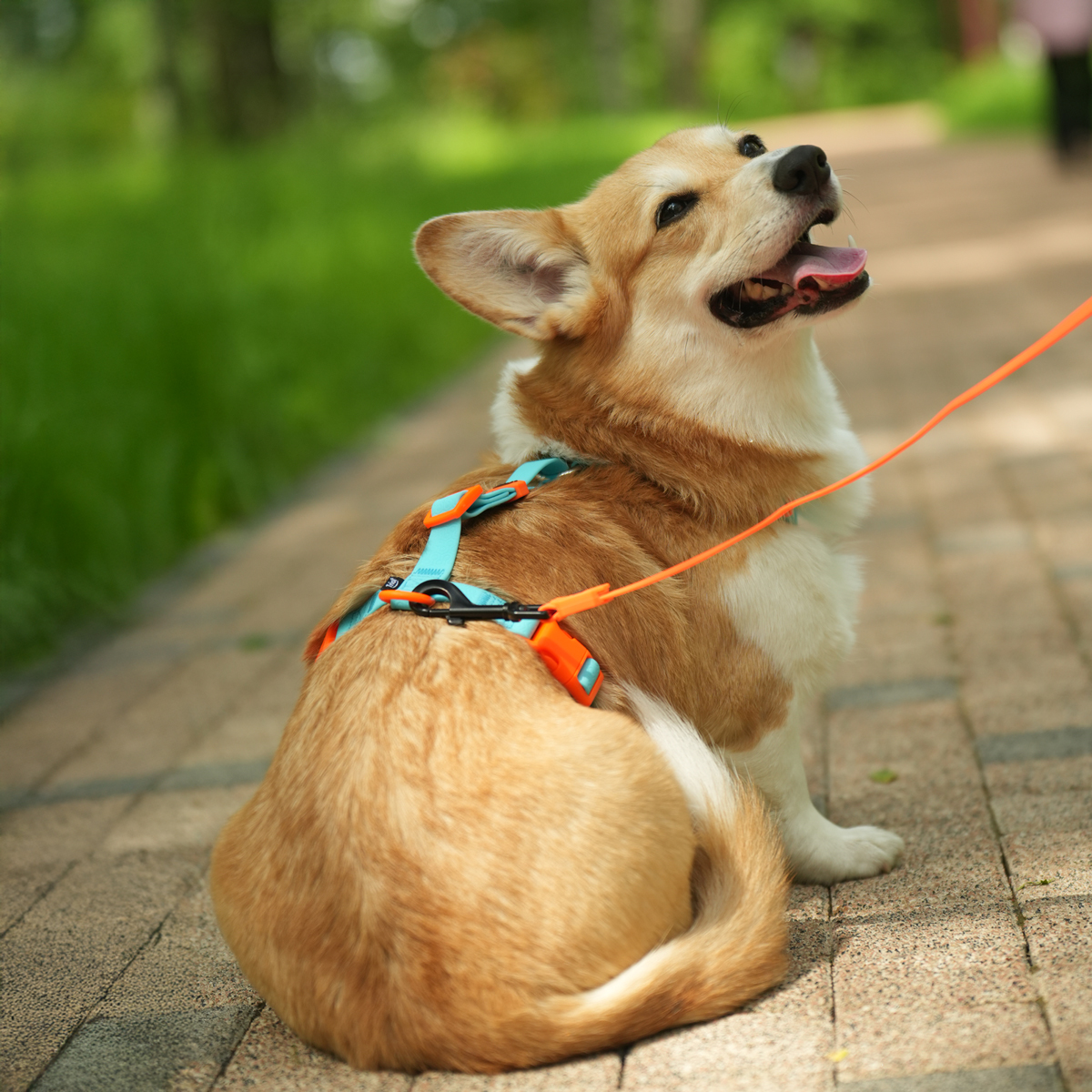 Шлейка из биотана "Лазурный апельсин" S, голубая, 15*400-550 мм 3