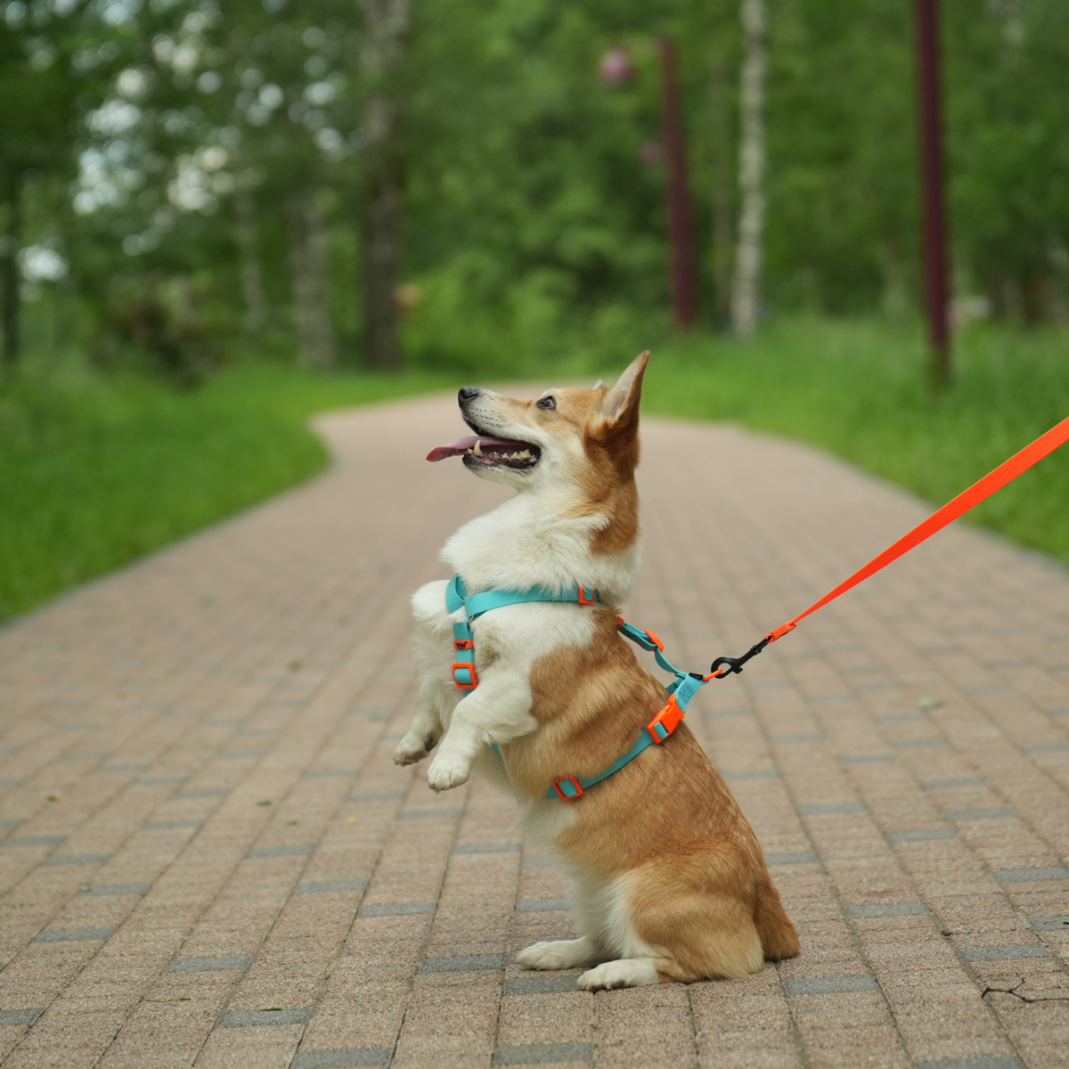 Изображение на странице
