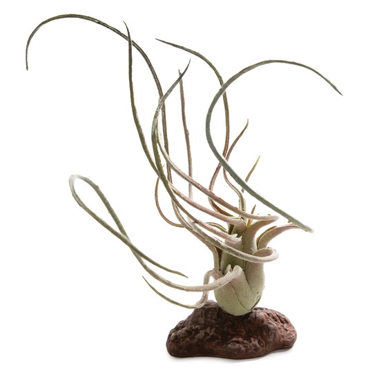 Изображение на странице