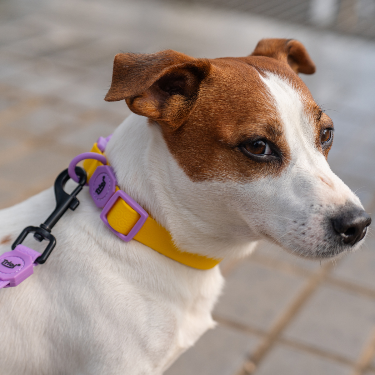 Изображение на странице