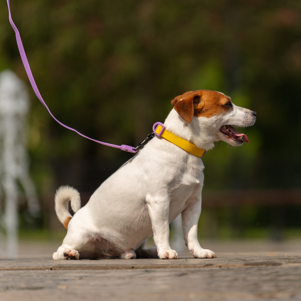 Ошейник из биотана "Лимонная черника" M, желтый, 20*340-490мм 9